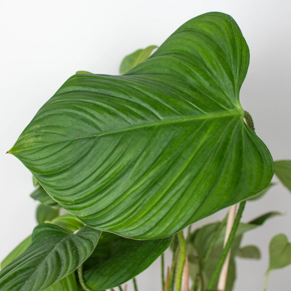 
                      
                        Philodendron 'Fuzzy Petiole'
                      
                    