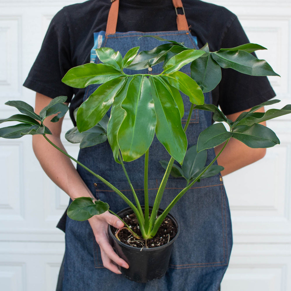 
                      
                        Philodendron 'Goeldii'
                      
                    