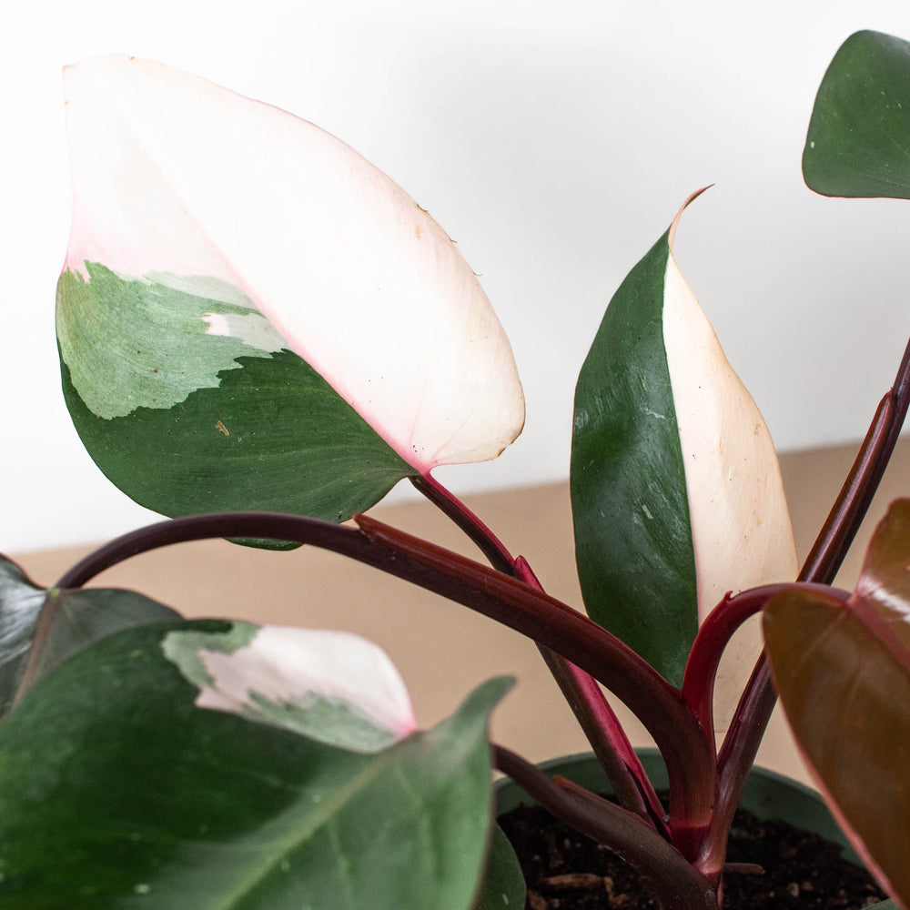
                      
                        Philodendron 'Pink Princess'
                      
                    