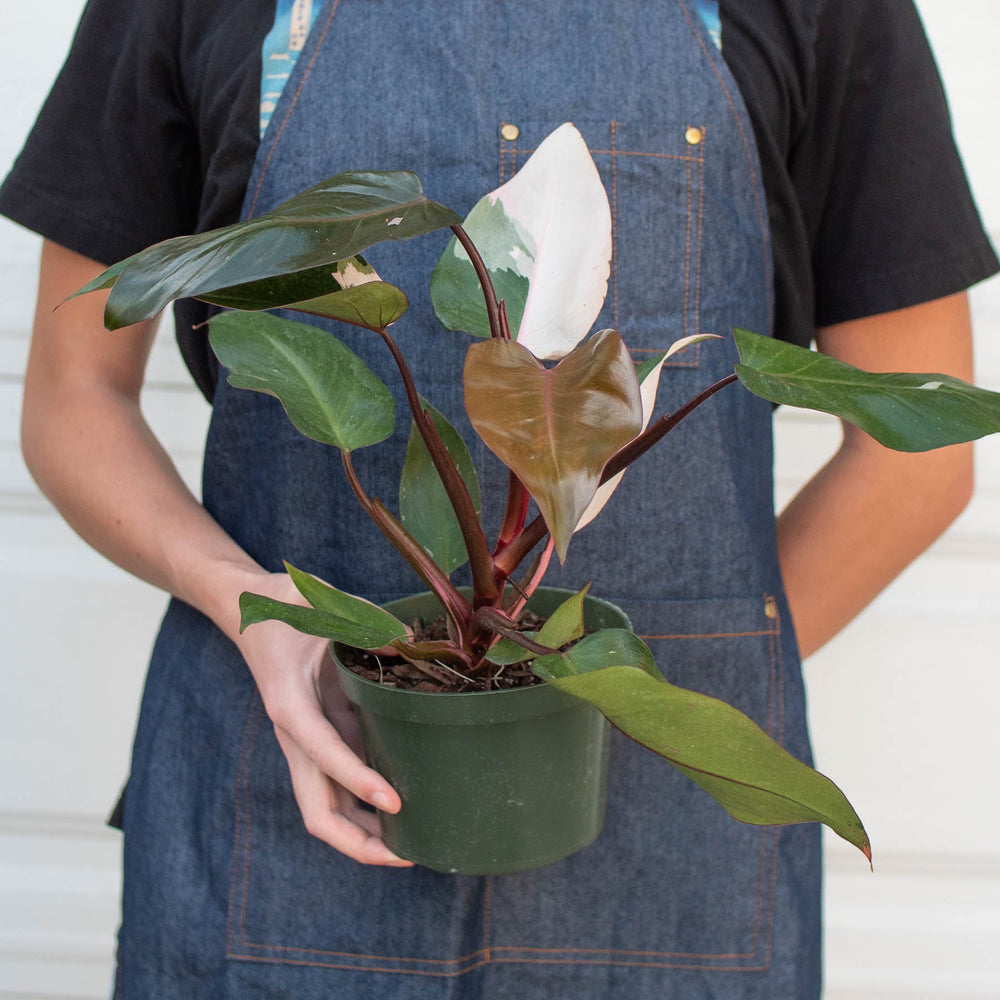 
                      
                        Philodendron 'Pink Princess'
                      
                    