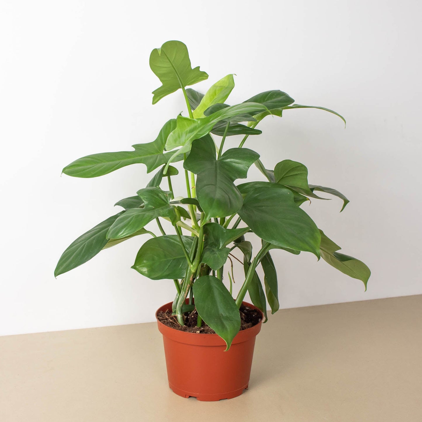 arrow philodendron Philodendron 'Silver Sword' 6" Pot