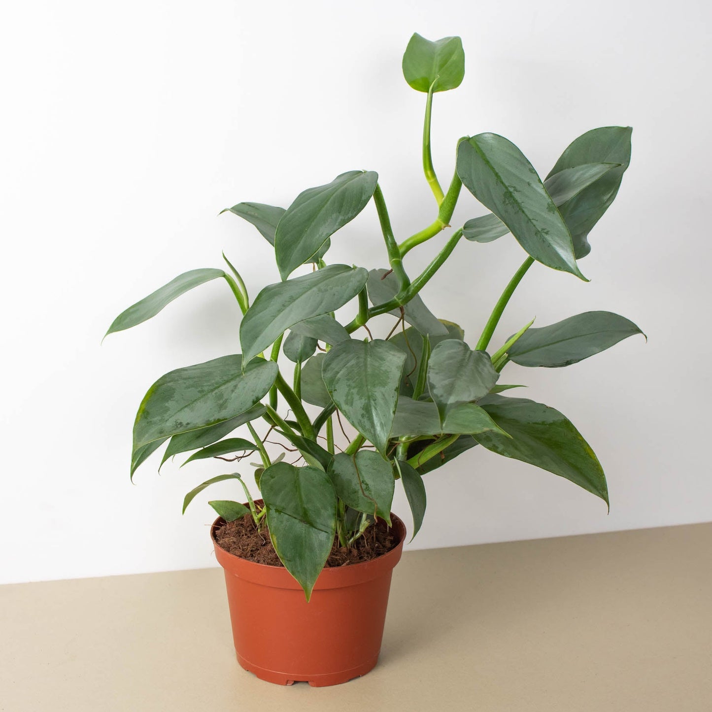 philodendron arrow Philodendron 'Silver Sword' 6" Pot