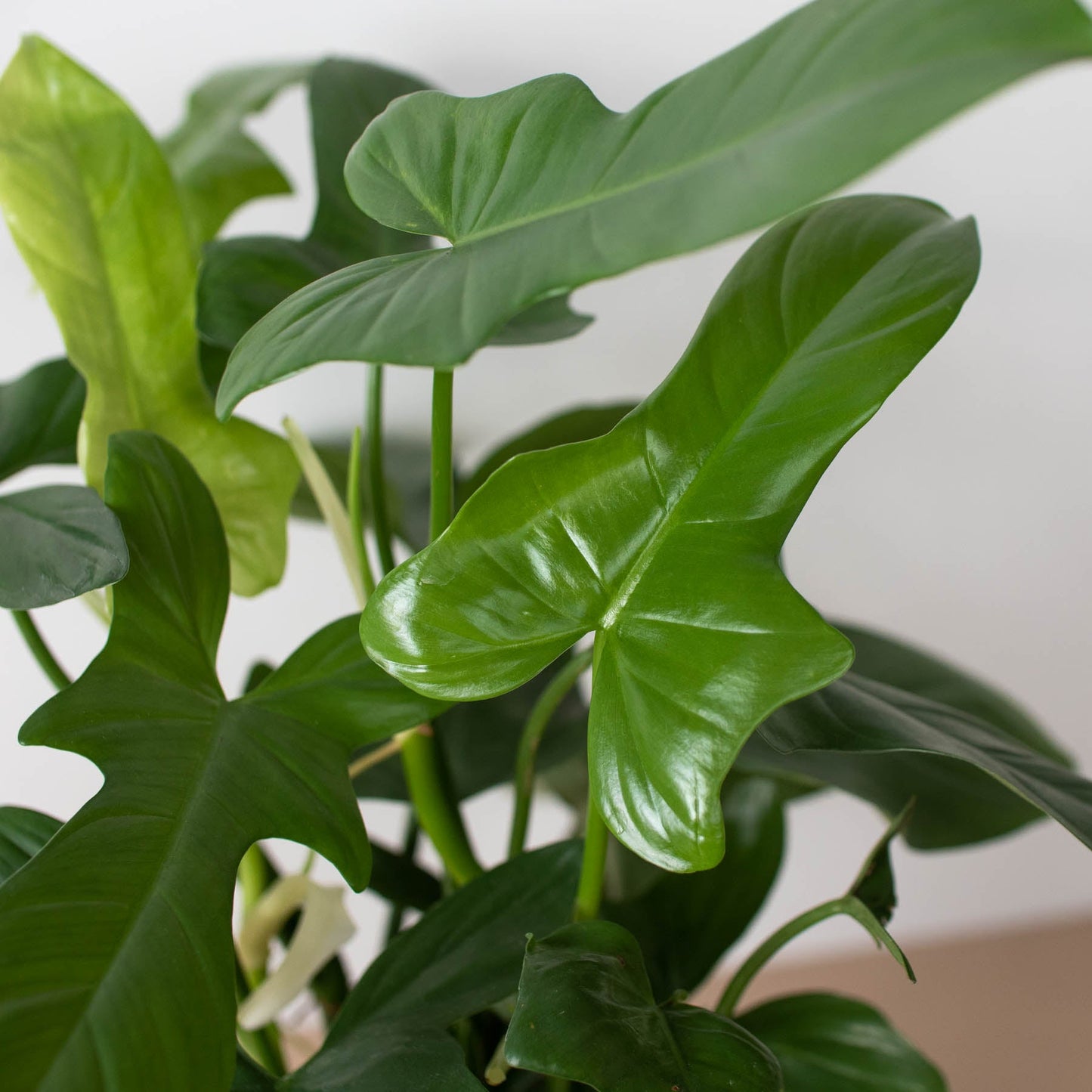 philodendron silver arrow Philodendron 'Silver Sword' 6" Pot