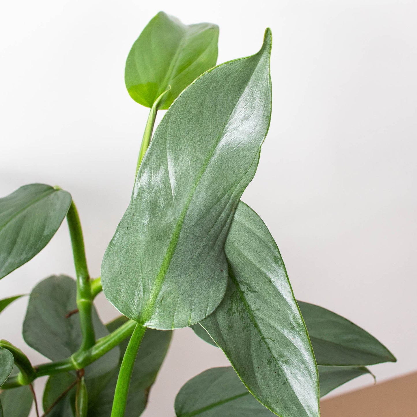 arrow philodendron Philodendron 'Silver Sword' 6" Pot