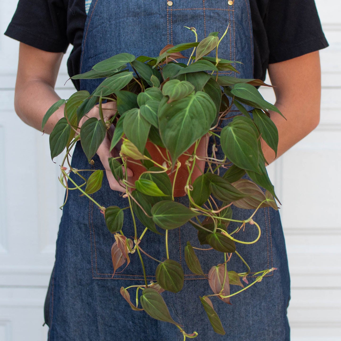 indoor plant with velvet leaves Philodendron 'Velvet' 4" Pot / Nursery Pot