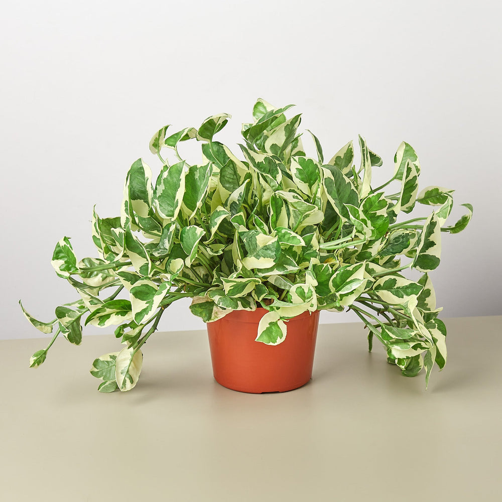 
                      
                        Pothos 'N'joy'
                      
                    