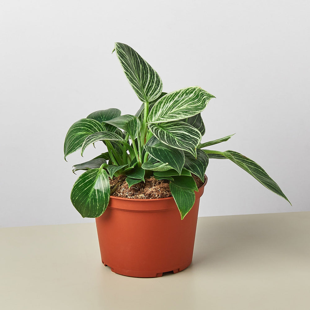 
                      
                        Philodendron 'Birkin'
                      
                    