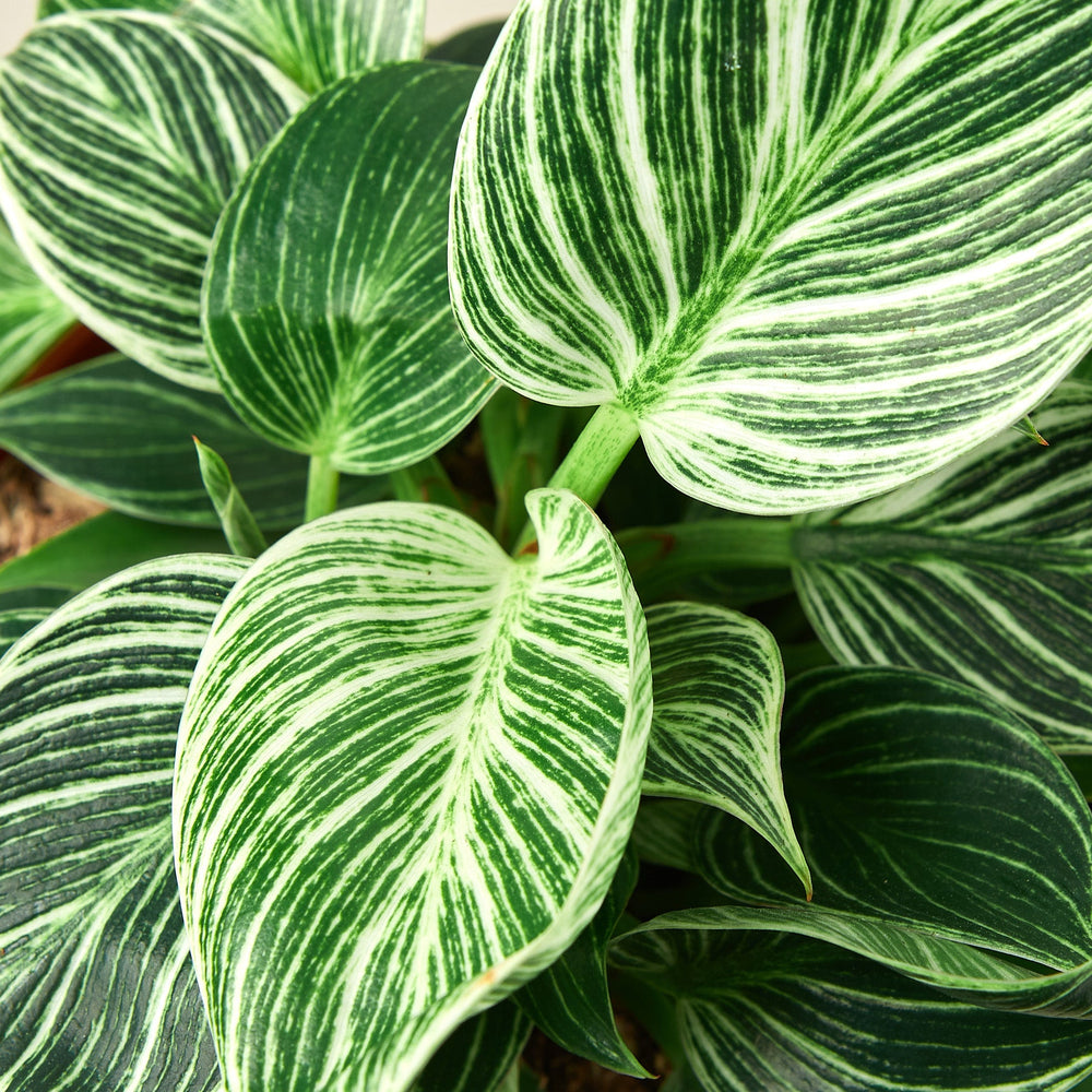 
                      
                        Philodendron 'Birkin'
                      
                    