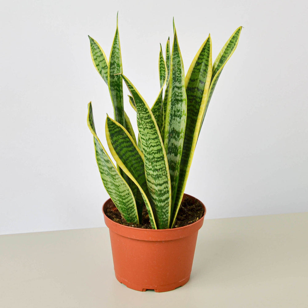 
                      
                        Snake Plant 'Laurentii'
                      
                    