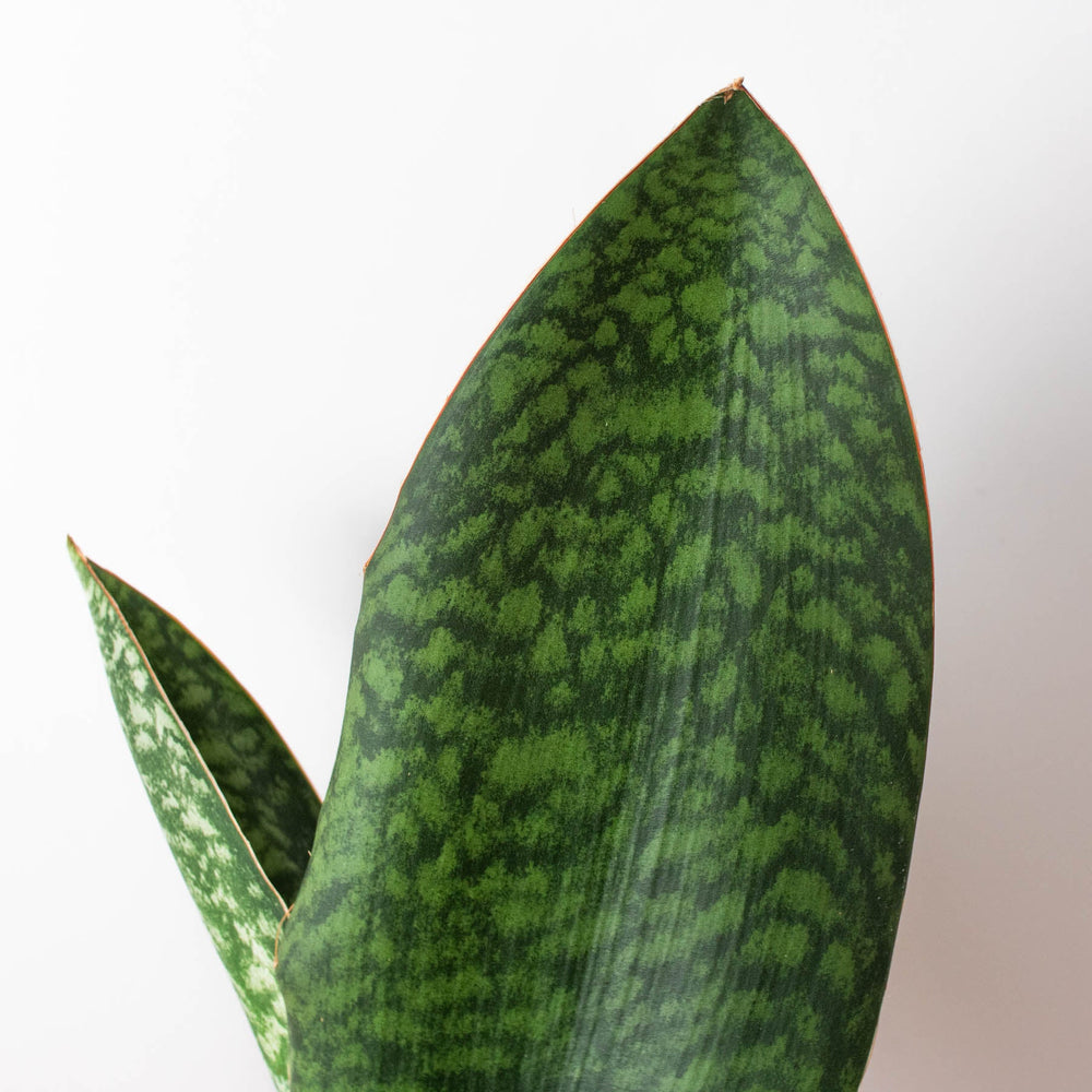 
                      
                        Shark Fin Snake Plant
                      
                    
