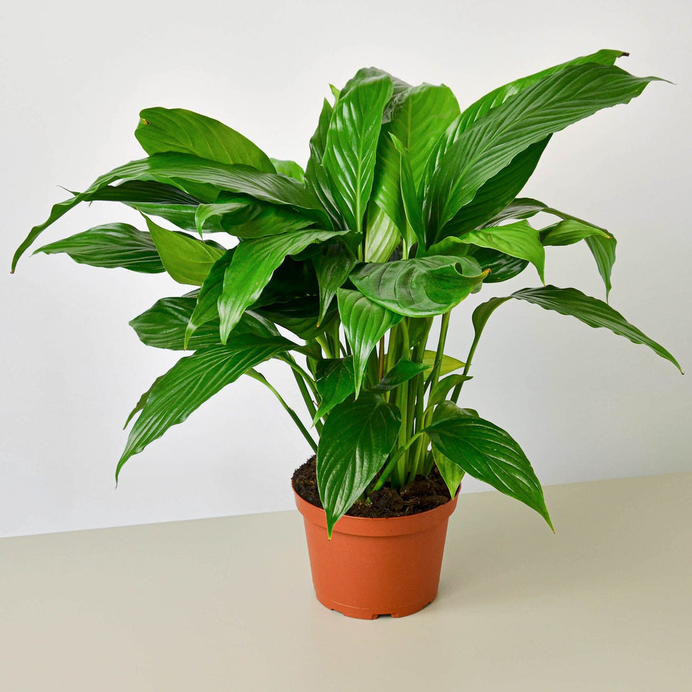 
                      
                        Spathiphyllum 'Peace Lily'
                      
                    