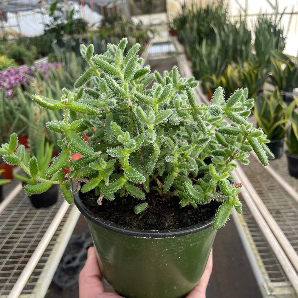 
                      
                        Delosperma echinatum 'Pickle Plant'
                      
                    
