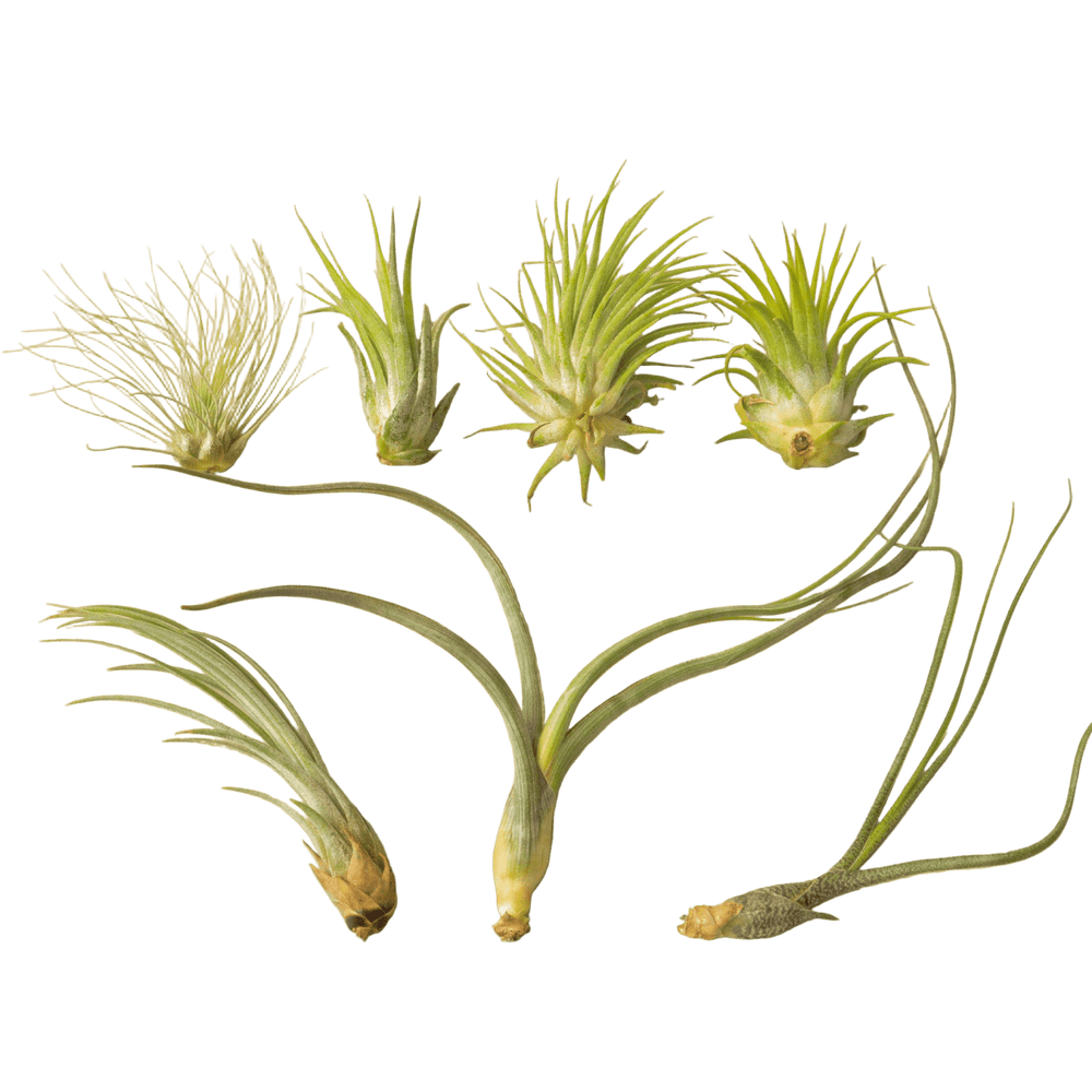 lily & onyx 7 Tillandsia Air Plant Variety Pack - lily & onyx