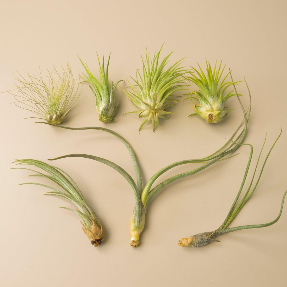lily & onyx 7 Tillandsia Air Plant Variety Pack - lily & onyx