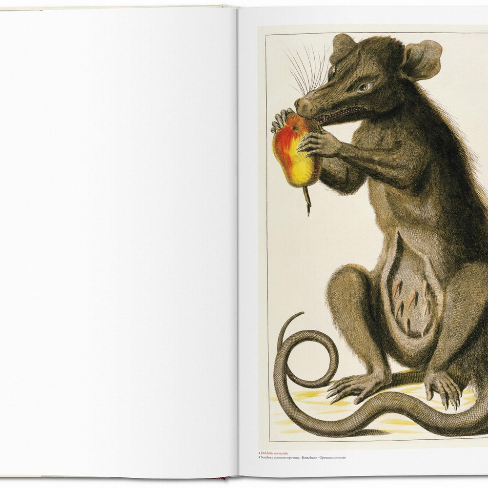 Seba. Cabinet of Natural Curiosities (German, French, English)