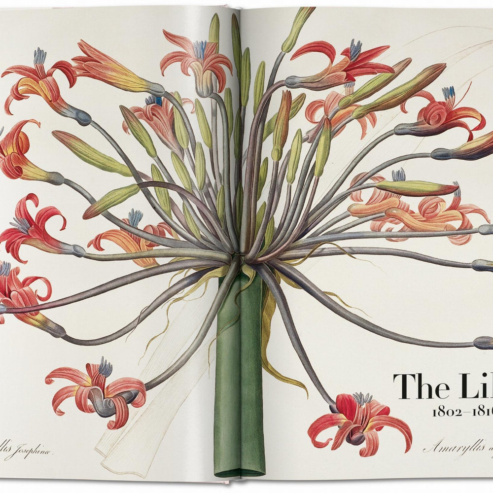 
                      
                        Redouté. The Book of Flowers (German, French, English)
                      
                    