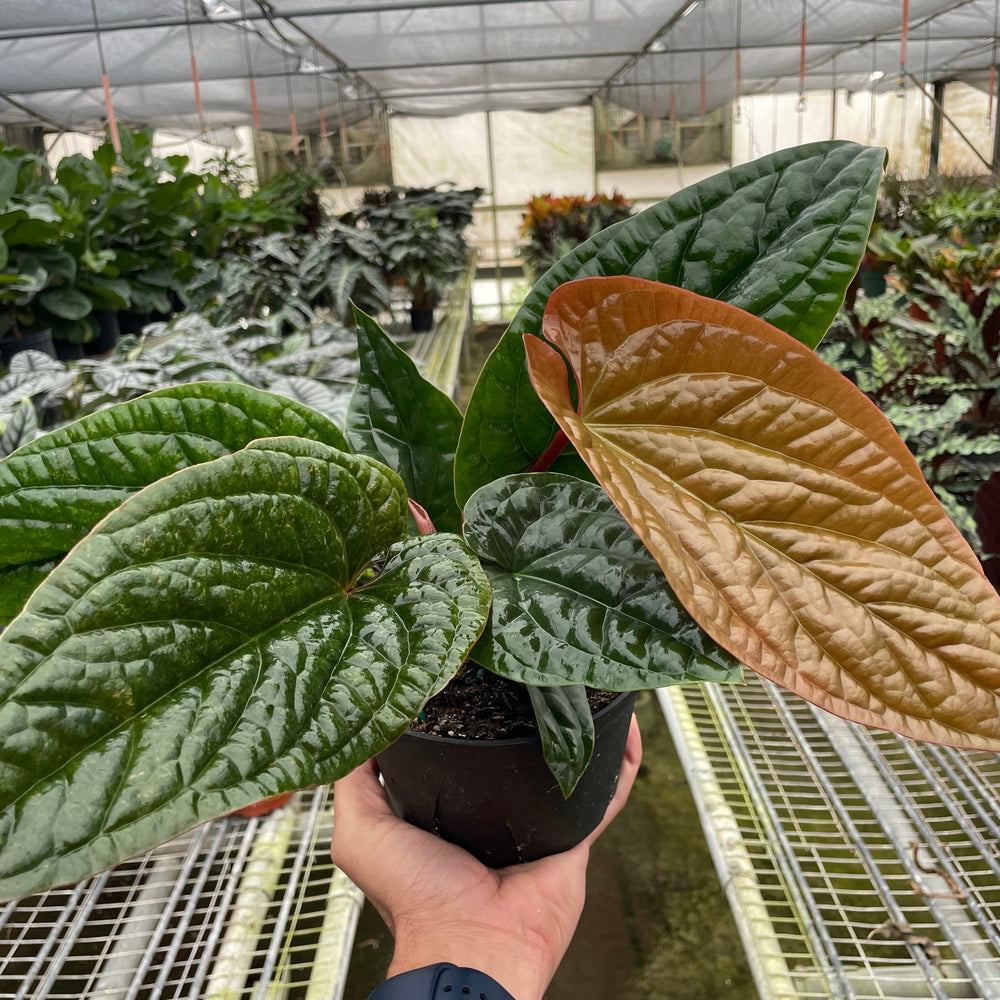 
                      
                        Anthurium 'Radicans x Luxurians'
                      
                    