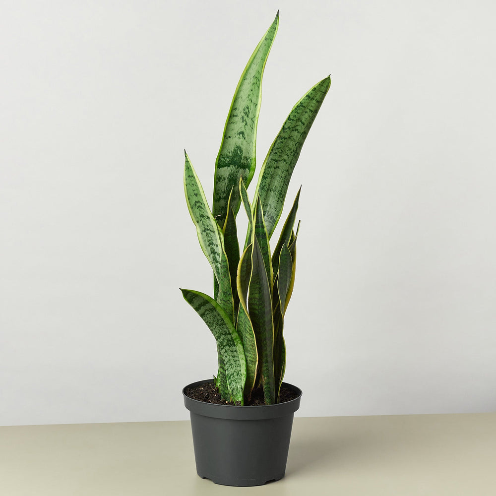 
                      
                        Snake Plant 'Laurentii'
                      
                    