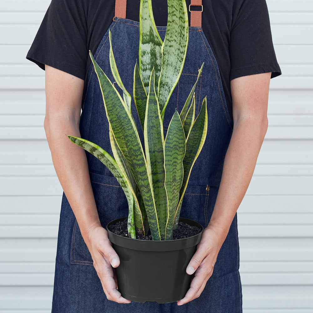 
                      
                        Snake Plant 'Laurentii'
                      
                    