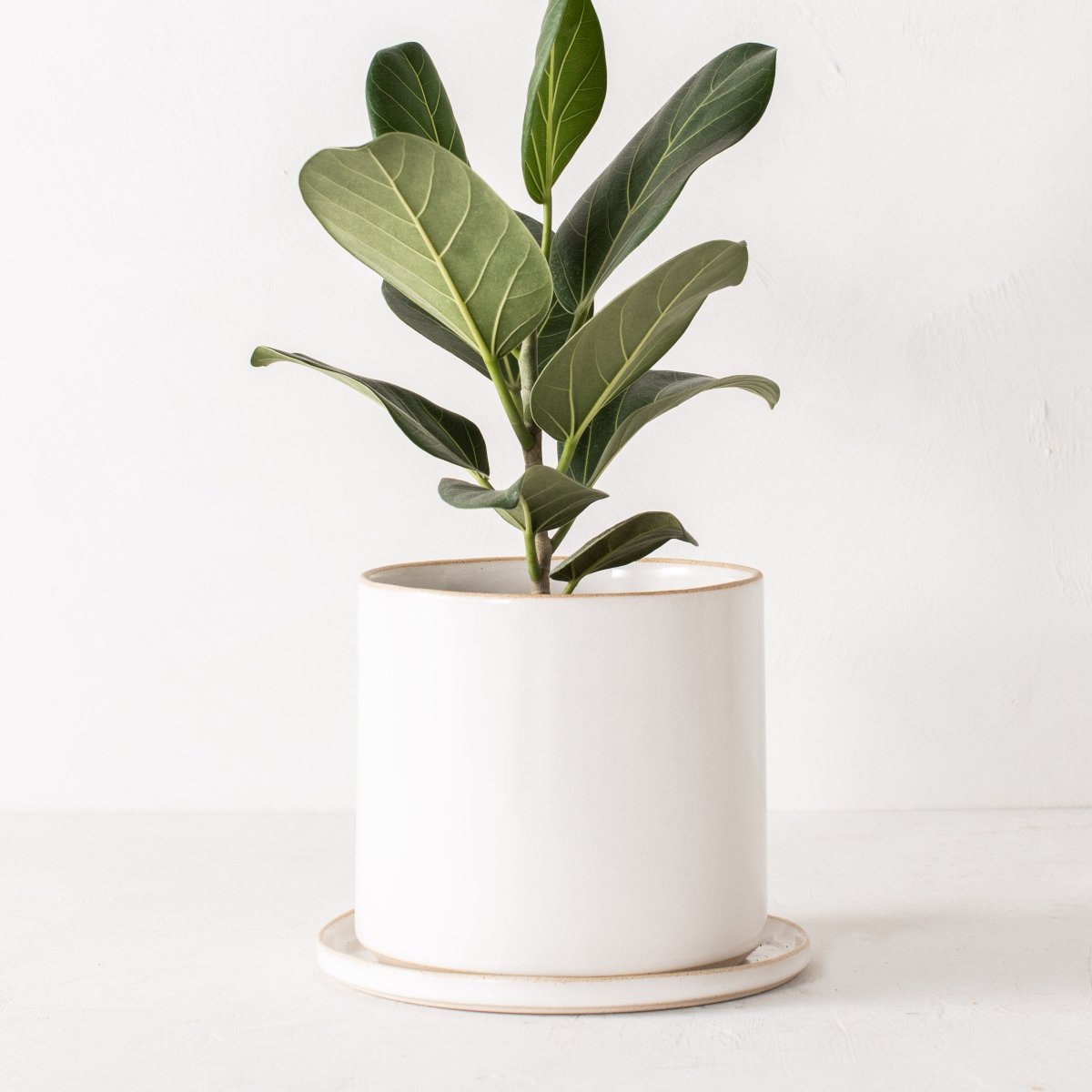 CONVIVIAL 8" Minimal Planter | Glazed Stoneware - lily & onyx