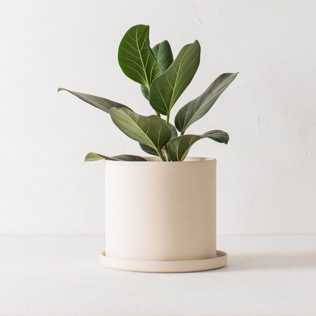 CONVIVIAL 8" Minimal Planter | Raw Stoneware - lily & onyx