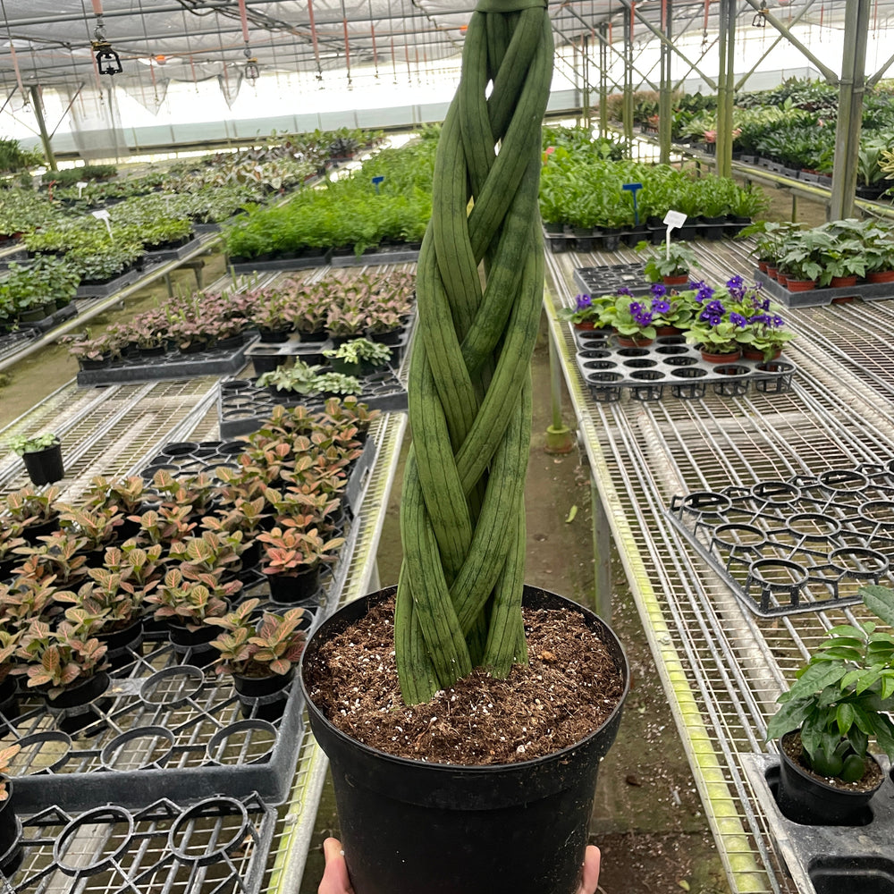 
                      
                        Snake Plant 'Braided'
                      
                    