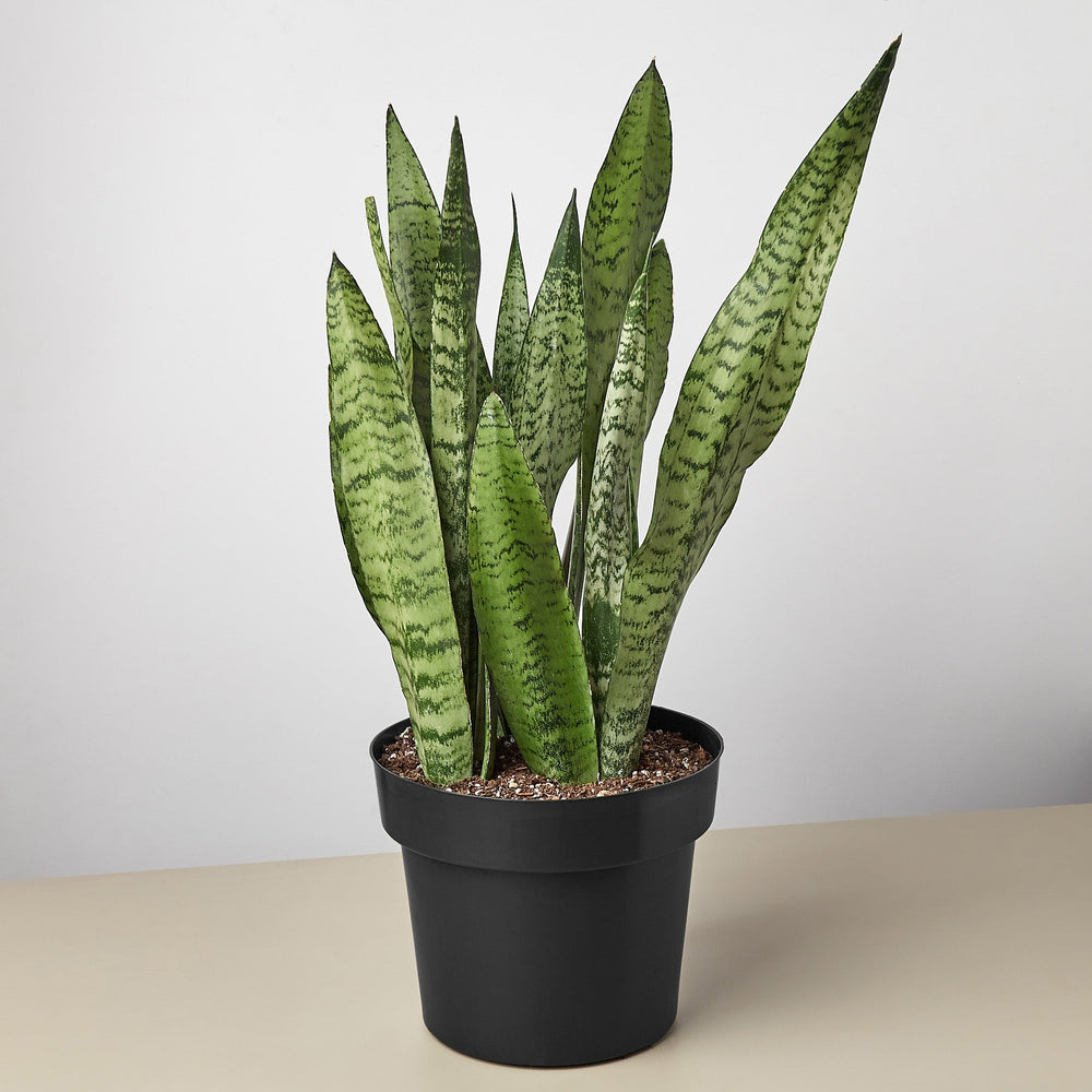 
                      
                        Snake Plant 'Zeylanica'
                      
                    