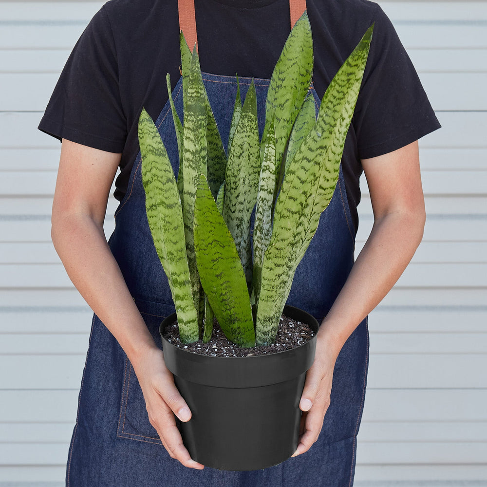 
                      
                        Snake Plant 'Zeylanica'
                      
                    