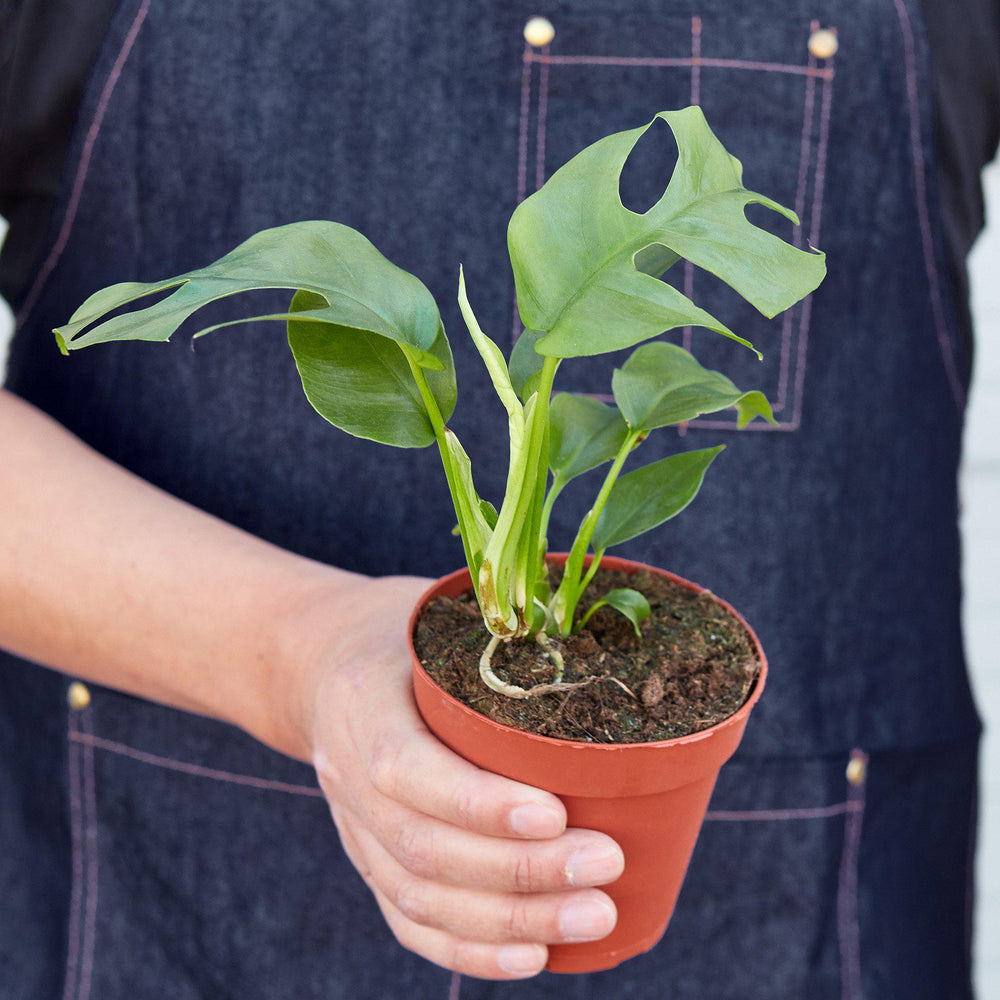 
                      
                        Philodendron Mini Monstera Minima
                      
                    