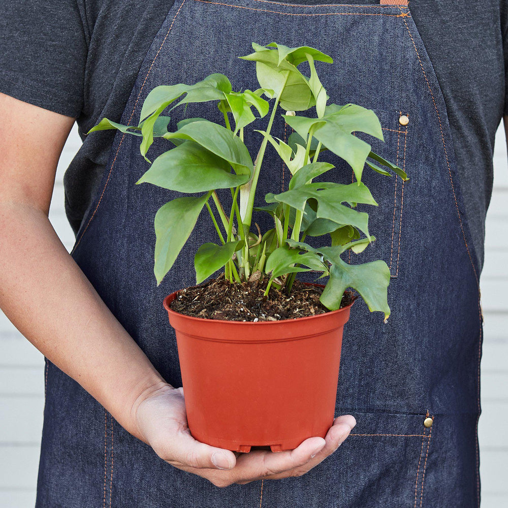 
                      
                        Philodendron Mini Monstera Minima
                      
                    