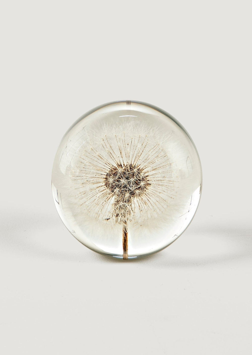 Preserved Dandelion Head Paper Weight, 3