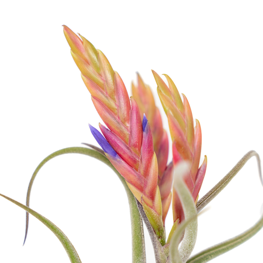 
                      
                        Tillandsia Caput Medusae Air Plants
                      
                    