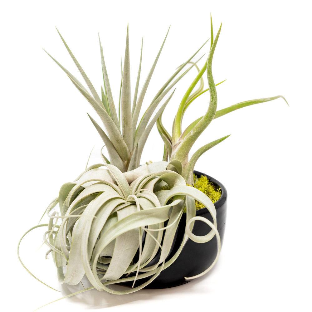 Large Fully Assembled Air Plant Bowl Garden