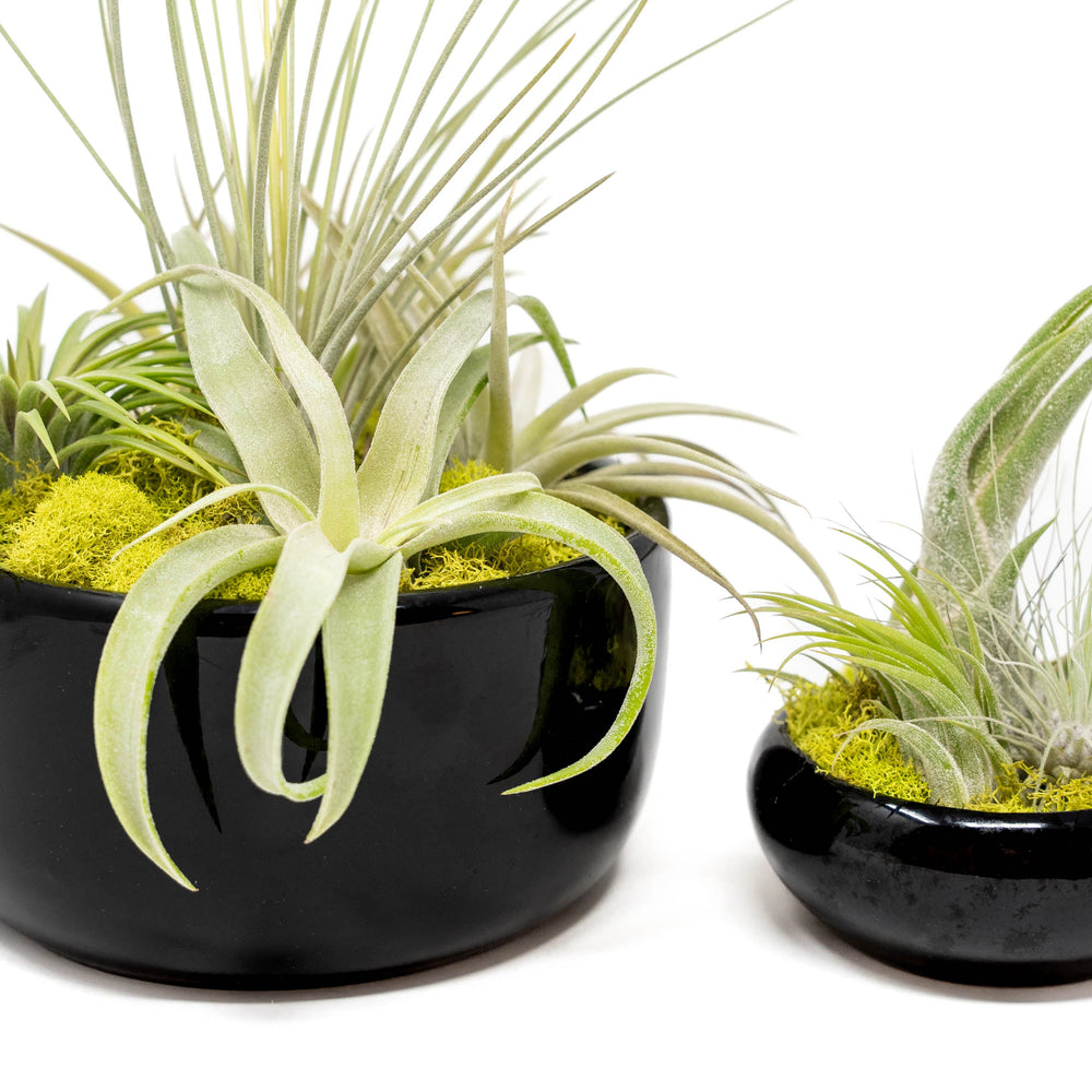 
                      
                        Large Fully Assembled Air Plant Bowl Garden
                      
                    
