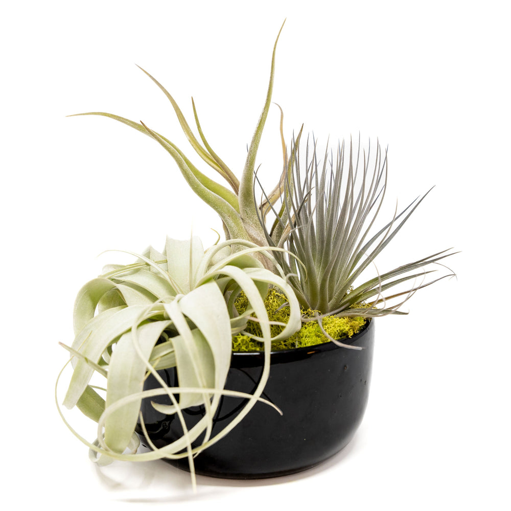 
                      
                        Large Fully Assembled Air Plant Bowl Garden
                      
                    