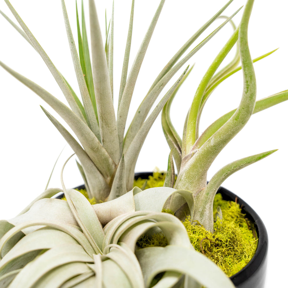 
                      
                        Large Fully Assembled Air Plant Bowl Garden
                      
                    