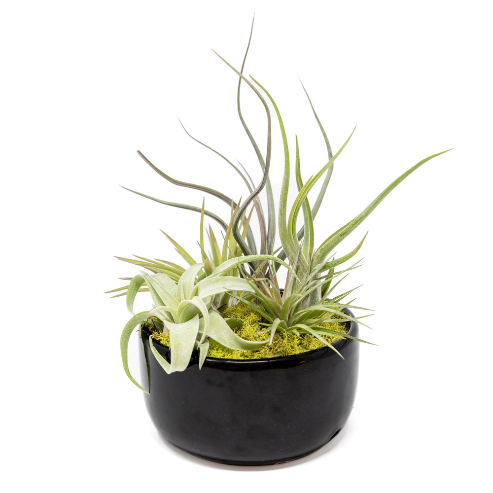 
                      
                        Large Fully Assembled Air Plant Bowl Garden
                      
                    