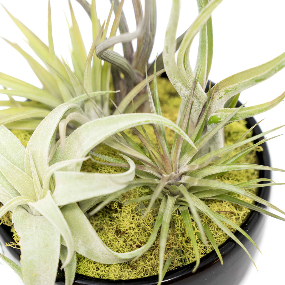 
                      
                        Large Fully Assembled Air Plant Bowl Garden
                      
                    