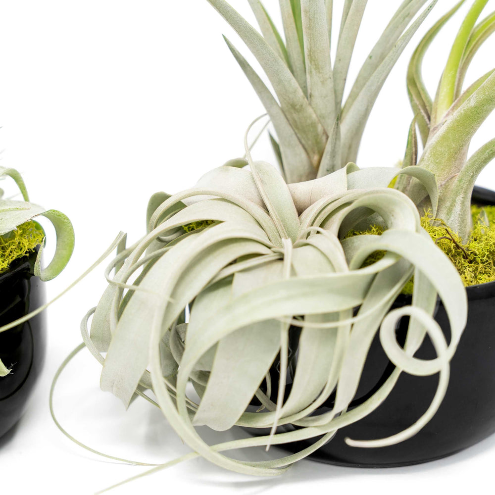
                      
                        Large Fully Assembled Air Plant Bowl Garden
                      
                    