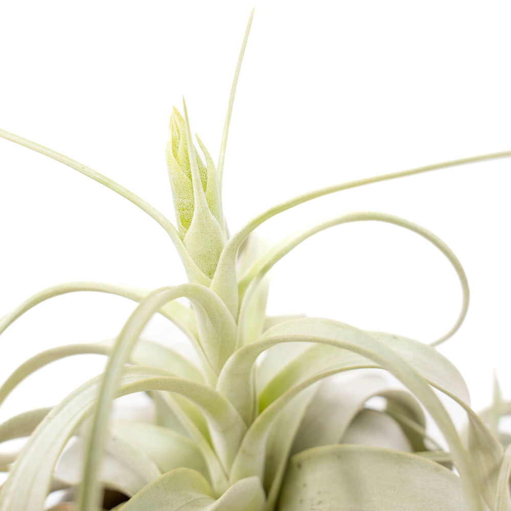 
                      
                        Jumbo Tillandsia Xerographica, 8+ Inches Wide
                      
                    