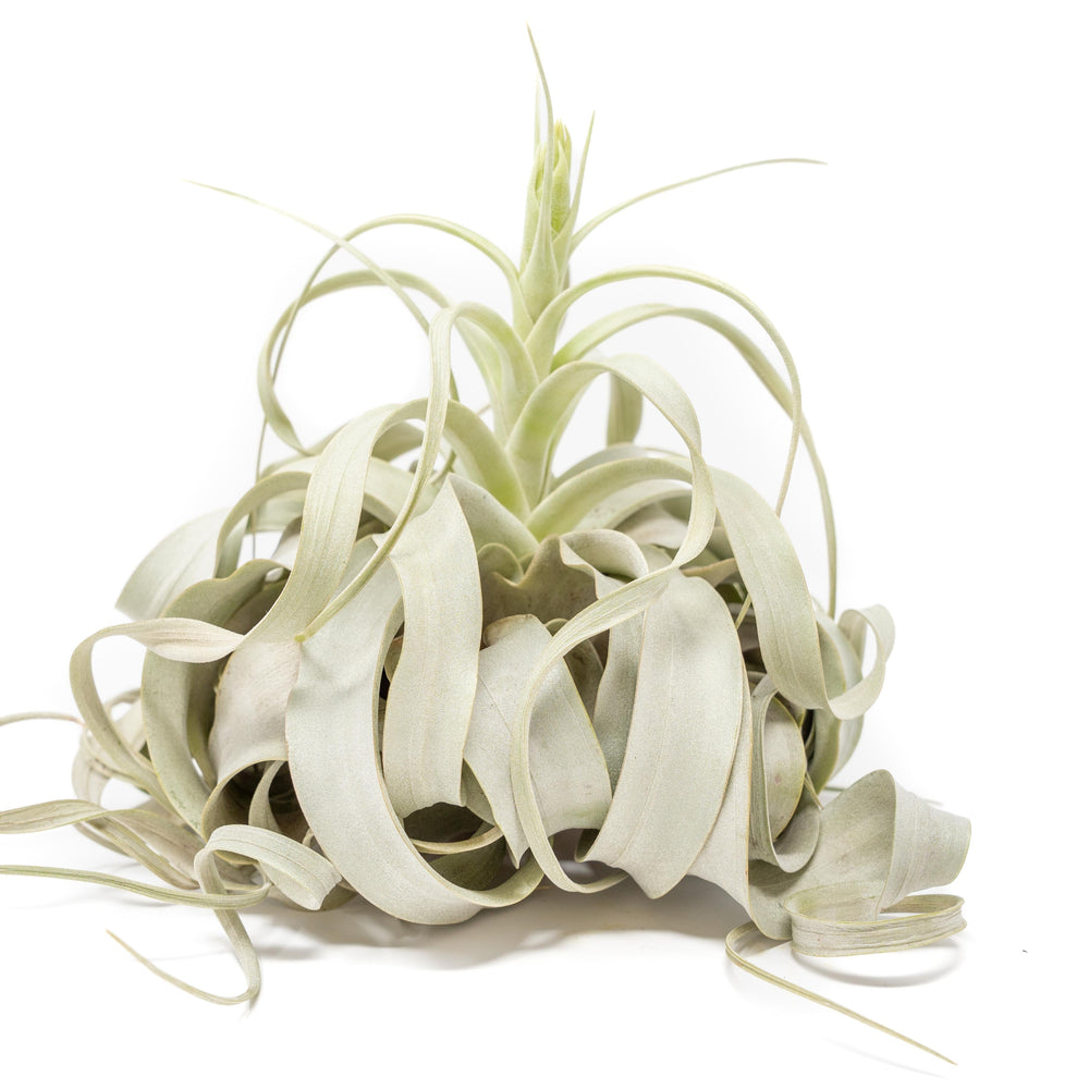 Jumbo Tillandsia Xerographica, 8+ Inches Wide
