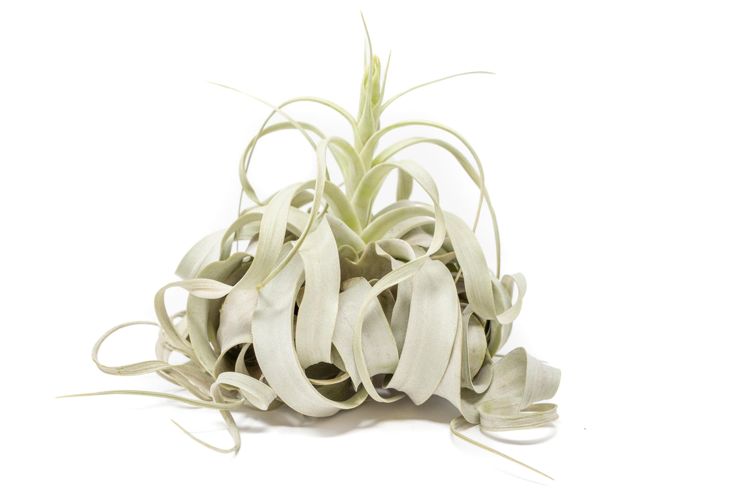 curly air plant Spectacular Jumbo Tillandsia Xerographica / 8+ Inches Wide