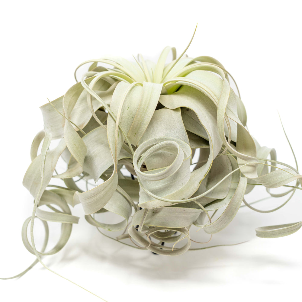 
                      
                        Special Curly Tillandsia Xerographica, 7-8 Inches Wide
                      
                    