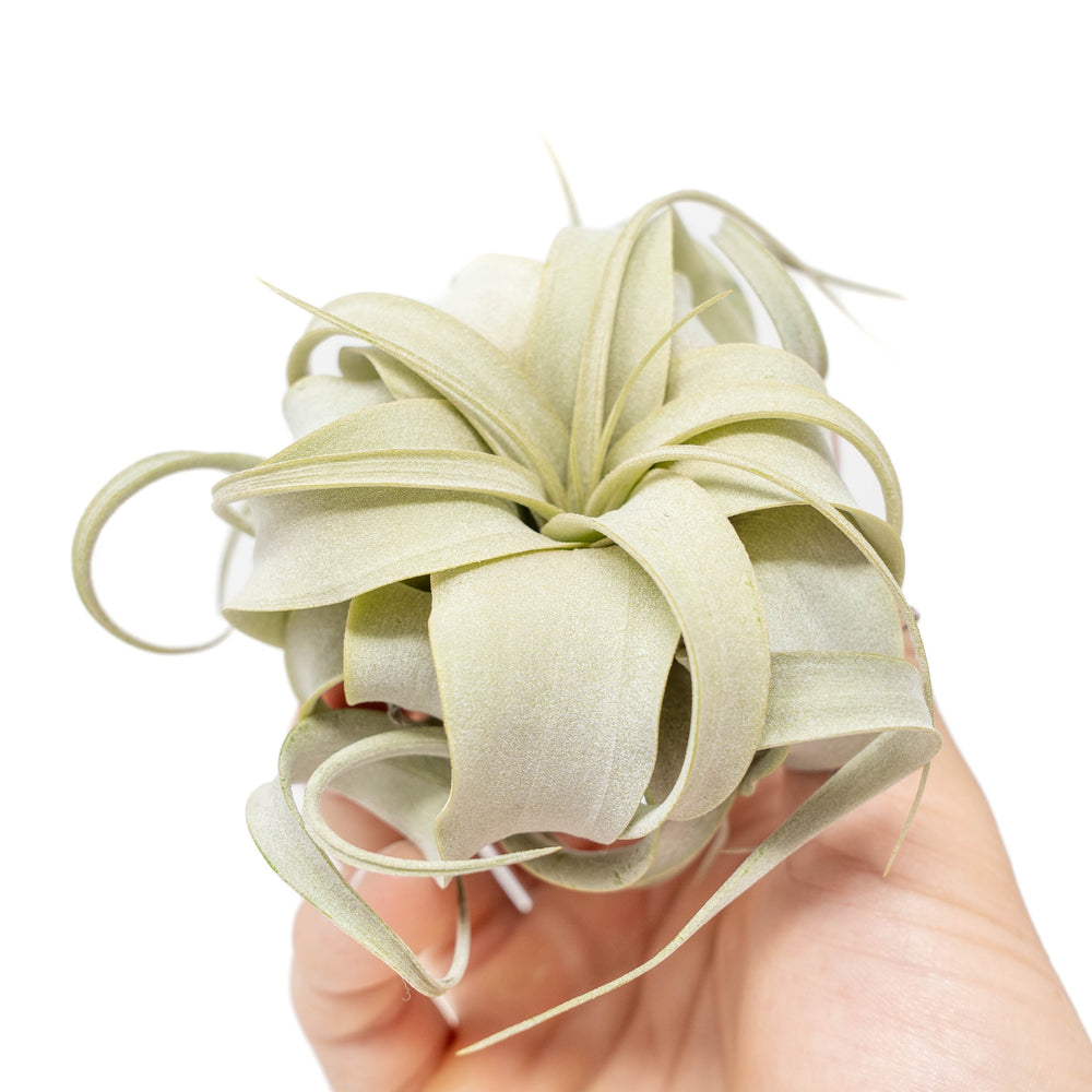 Tillandsia Xerographica Air Plant Seedling / 2-4 Inches Wide