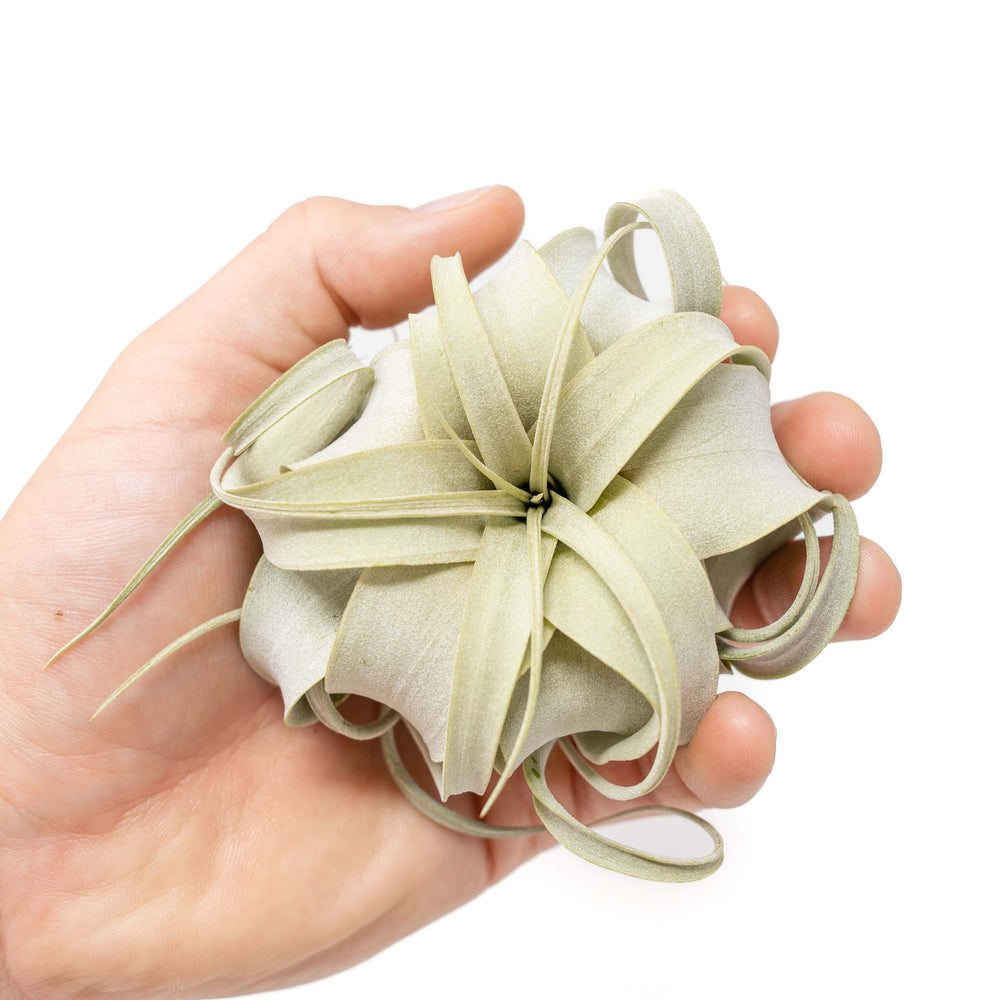 Tillandsia Xerographica Air Plant Seedling / 2-4 Inches Wide