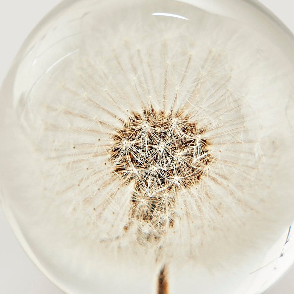
                      
                        Preserved Dandelion Head Paper Weight, 3"
                      
                    