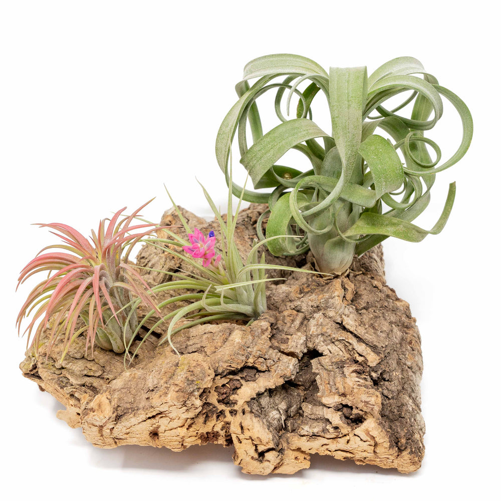 
                      
                        Medium Tabletop Cork Bark Display with 3 Tillandsia Air Plants
                      
                    
