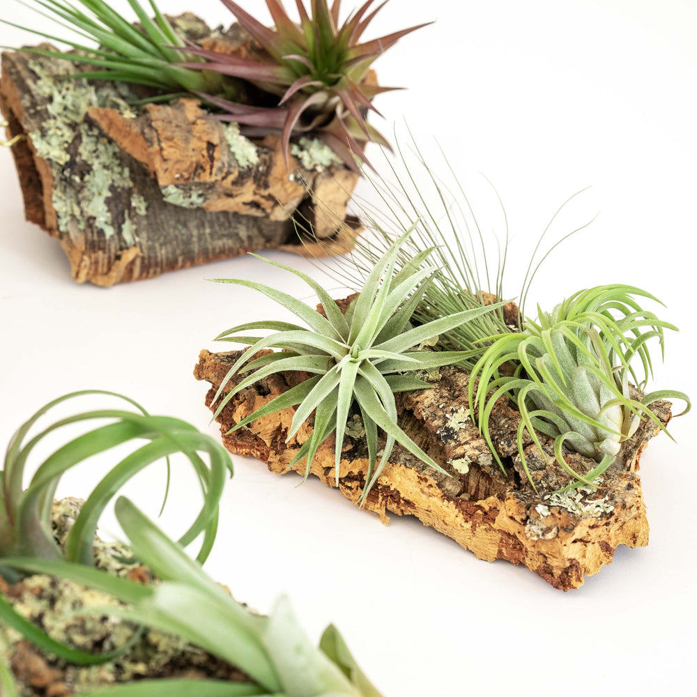 
                      
                        Medium Cork Bark Display with 4 Tillandsia Air Plants
                      
                    