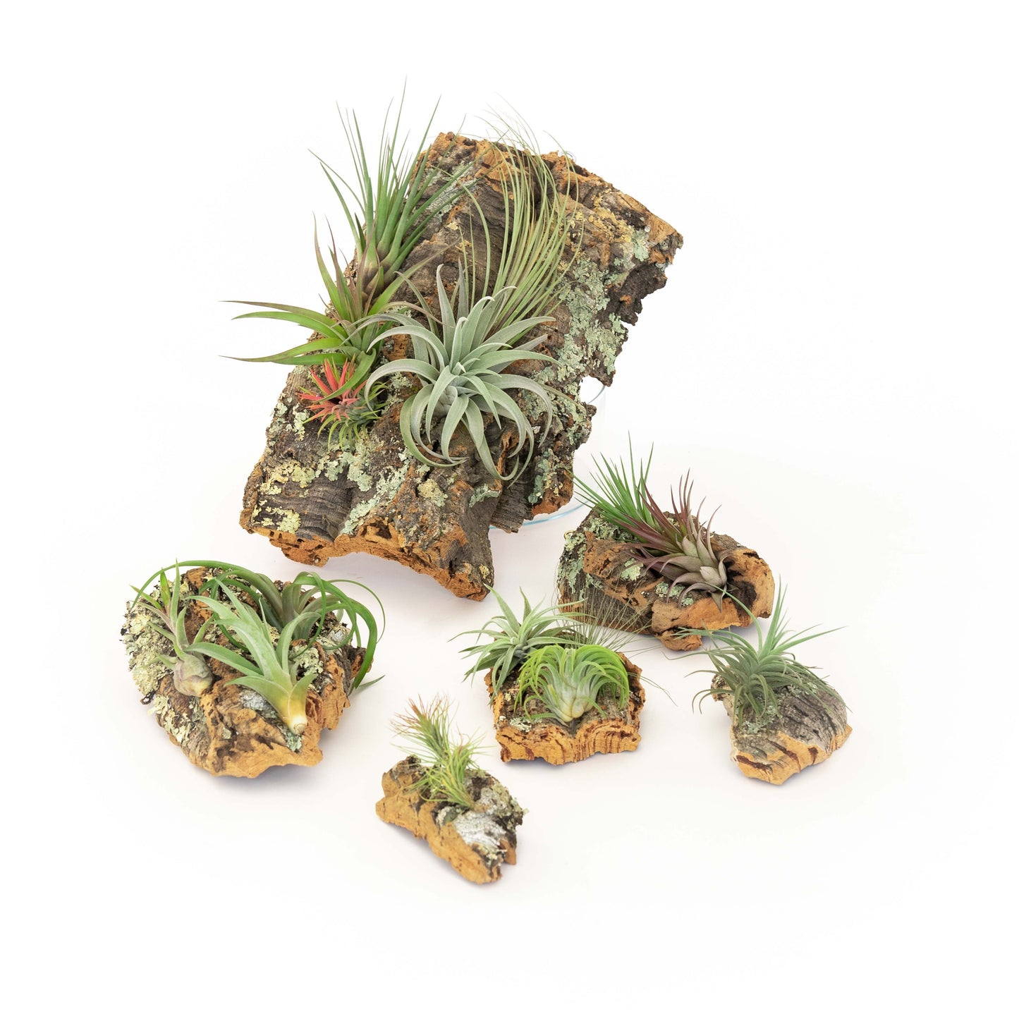 Medium Cork Bark Display with 4 Tillandsia Air Plants