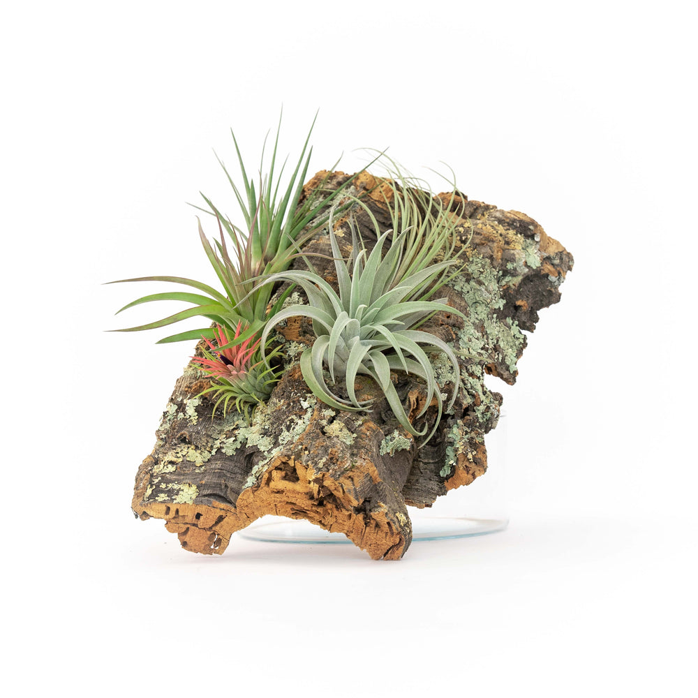 Medium Cork Bark Display with 4 Tillandsia Air Plants